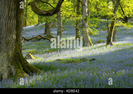 Bluebells in den Wäldern bei naddle Farm, haweswater, Cumbria, Großbritannien, 2014 Stockfoto