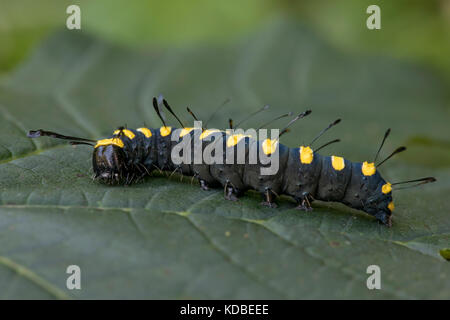 Erle Moth Larva; Acronicta alni Single auf Blatt Cornwall; Großbritannien Stockfoto