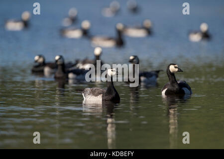 Nonnengans, Branta leucopsis Herde auf Ullswater Cumbria, Großbritannien Stockfoto