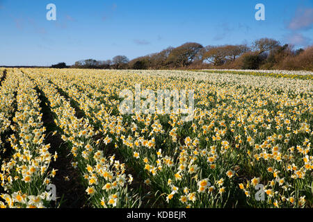 Daffodil Field; Cornwall; Großbritannien Stockfoto