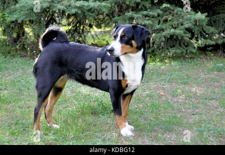 Appenzell Rinder Hund läuft auf dem grünen Rasen Stockfoto