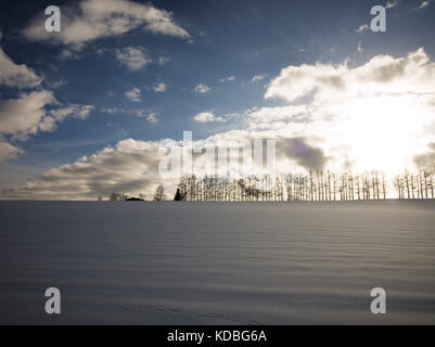 Baumreihe in Mild Seven Hills, Biei, Hokkaido, Japan, im Winter mit Schneefeld Stockfoto