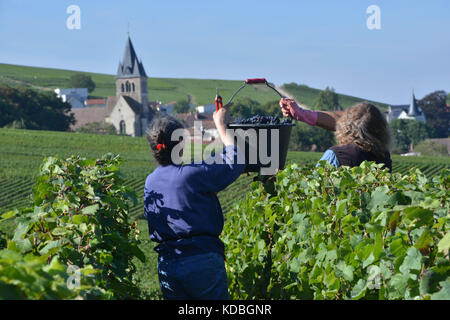 Ville-Dommange (nord-östlichen Frankreich). Weinlese. Frauen in der Mitte der Reben mit Eimern mit Trauben gefüllt Stockfoto