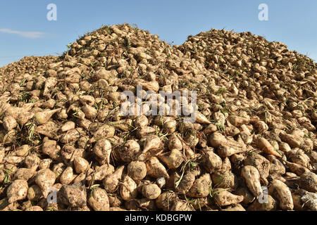 Departement Marne (nord-östlichen Frankreich): Zuckerrüben Anbau. Stapel von Zuckerrüben durch ein Feld nach der Ernte. Zuckerrüben werden für die Produktion verwendet Stockfoto