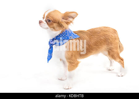 Studioaufnahme eines Chihuahua Welpen isoliert auf weißem Hintergrund Stockfoto