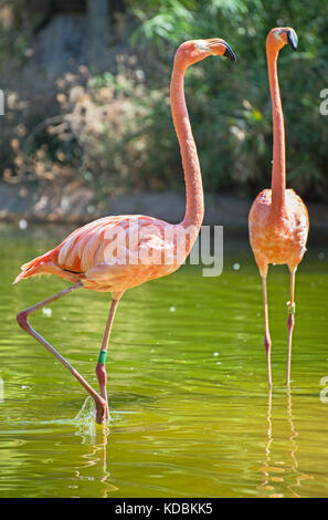 Rosa Flamingos im Teich. Phoenicopterus ruber. Stockfoto