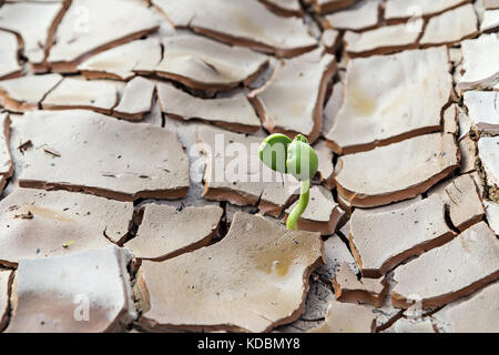 Die Sämlinge wachsen Wachsen auf Risse im Boden Stockfoto