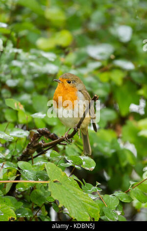 Schöne kleine Robin sitzen auf einem Ast Stockfoto