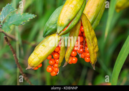 Iris foetidissima Seedpod, AKA Stinking Iris, Roastbeef, Herbst Berry, Herbst Beeren. Orange Beeren in einer Hülse im Herbst wächst in Großbritannien. Stockfoto
