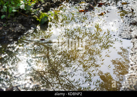 Bäume im Herbst in eine Pfütze von Wasser widerspiegelt. Stockfoto