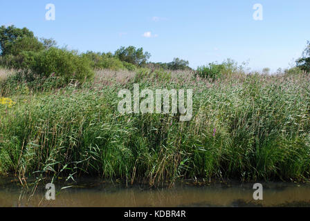 Dickichte Phragmites australis, Schilf, am Ufer des Sees. Stockfoto