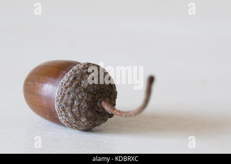Nahaufnahme der Eichel Stockfoto
