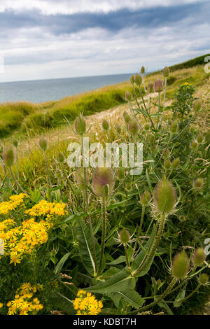 Wild teasels (Dipsacus fullonum) wächst an der SW-Küste bei Burton Bradstock Klippen an der Jurassic Coast, Dorset, England, Großbritannien Stockfoto