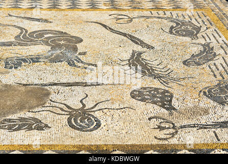 Bodenmosaik in Orpfeus Haus in römischen Ruinen, alten römischen Stadt Volubilis. Marokko. Nordafrika Stockfoto