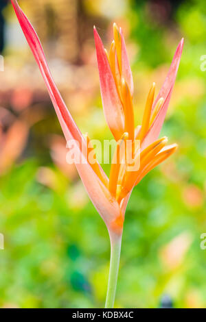 Schöne orange Tropical Flower close-up Stockfoto