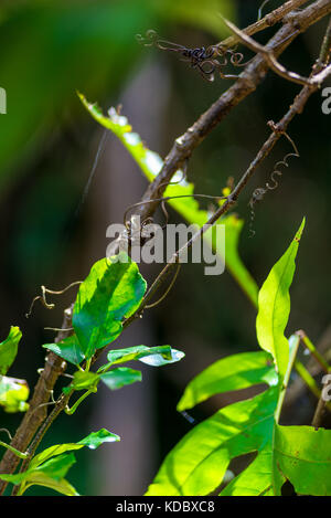 Tropische Liana aufgewickelt um einen Baum in der Nähe, Stockfoto
