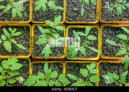 Tomaten Keimlinge in gelb Cups. jungen grünen Pflanzen im April. Frankreich Stockfoto