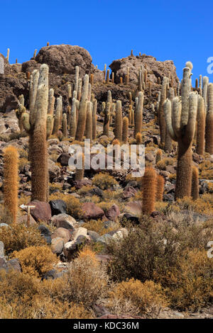 Große Kakteen auf der Isla Incahuasi, inkawasi oder Inka Wasi, Insel im Salar de Uyuni Salzebenen, bolivianischen Altiplano, Bolivien, Südamerika Stockfoto