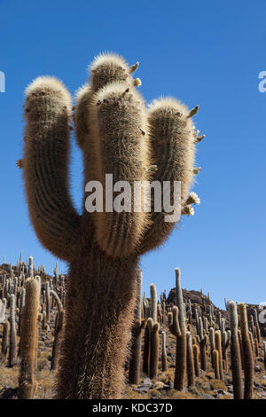 Große Kakteen auf der Isla Incahuasi, inkawasi oder Inka Wasi, Insel im Salar de Uyuni Salzebenen, bolivianischen Altiplano, Bolivien, Südamerika Stockfoto