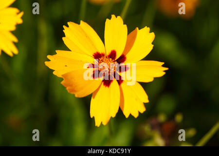 Die gelbe Mädchen Auge sterntaler Blumen Stockfoto