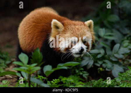 Eine niedliche rote Panda in freier Wildbahn Stockfoto