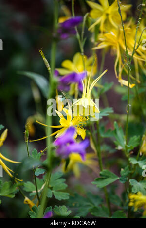 Anzeige in der Nähe des Golden Akelei (aquilegia Chrysantha) Stockfoto