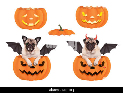 Nette lustige Mops Hund im Kürbis, verkleidet als bat für Halloween und Teufel, auf weißem Hintergrund Stockfoto