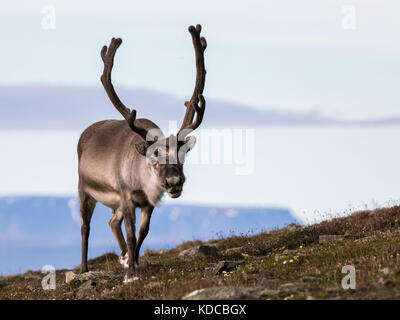 Svalbard männlichen Rentier mit großen Geweih wandern in bjorndalen im Sommer, Svalbard Stockfoto