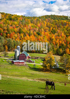 Pferde grasen über einen Bauernhof im Herbst in der Nähe von West Barnet, Vermont, USA Stockfoto