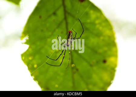 Goldener Seide orb-Weber oder Banane Spider Stockfoto