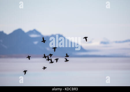 Wenig Alken, alle alle, Fliegen in einer Herde in Spitzbergen, Svalbard, Norwegen Stockfoto