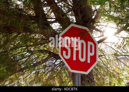Stop-Schild und einem großen Baum in der Nähe ein Dorf nachmittag Straße Stockfoto