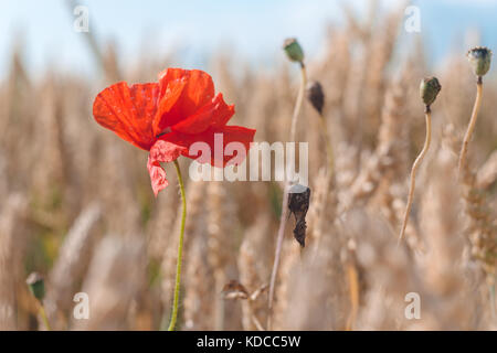 Eine rote Mohnblüte in einen goldenen Reif Weizenfeld. Blauen Himmel im Hintergrund Stockfoto