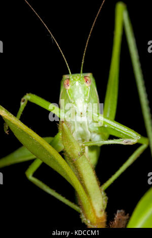 Gemeinsamen Garten caedicia katydid (Simplex) auf Blatt. hopkins Creek. New South Wales in Australien. Stockfoto