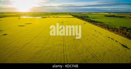 Rapsfeld bei glühenden Sonnenuntergang in Australien - Luftbild panorama Stockfoto