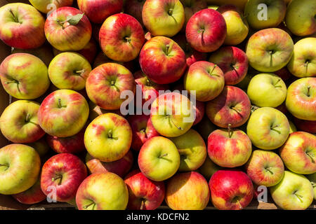 Äpfel 'Topaz' Ernte Stockfoto