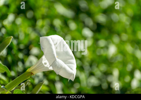 Datura Stockfoto