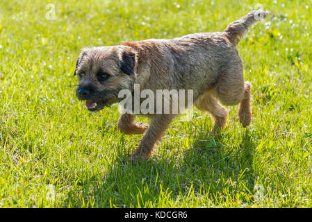 Männliche Border Terrier läuft in einem Feld Stockfoto