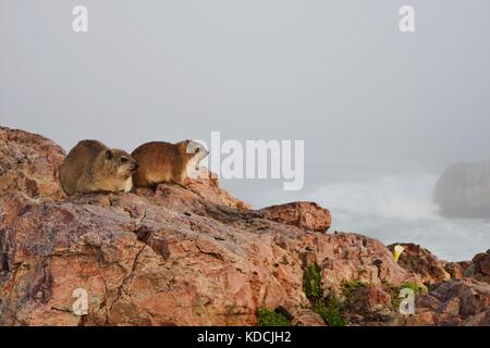 Paar Rock Hyraxes, Procavia capensis, Kap Hyrax oder Rock Kaninchen oder Rock Dachs, auf einer Klippe in Hermanus, neben dem Ufer und Misty sea Südafrika Stockfoto