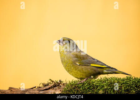 Horizontale Foto der männlichen Grünfink songbird. Vogel mit gelben, grünen und grauen Federn. Tier ist auf trockenen Zweig, die mit Moos bedeckt ist. Stockfoto
