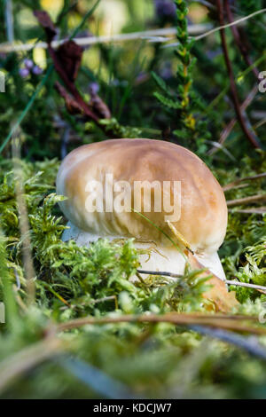 Vertikale Foto von Nizza genießbare Pilz. Die cep Fliegenpilz mit brauner Kappe und weißen Stengel wächst im Wald, von grünem Gras und Moos. Paar trockene Nadeln Stockfoto