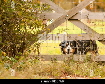 Bellen schwarz Border Collie Hund hinter dem Zaun Country Home, Essex, England, Großbritannien Stockfoto