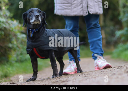 Dackel Labrador cross Rasse mit der Eigentümer auf einem Spaziergang durch die englische Landschaft Stockfoto