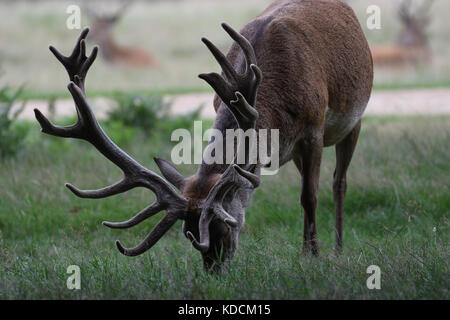 Hirsch Hirsche grasen in Richmond Park London England Vereinigtes Königreich. Stockfoto