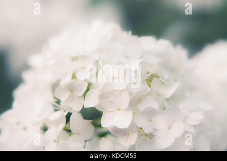 Weiß blütenstand von glatten Hortensie (Hydrangea arborescens) Stockfoto