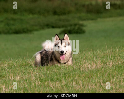 Weibliche Alaskan Malamute Hund, Großbritannien Stockfoto