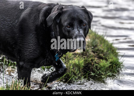 Labrador im Stream Stockfoto