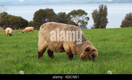 Schafe auf einer schönen grünen Weide, in Australien Stockfoto