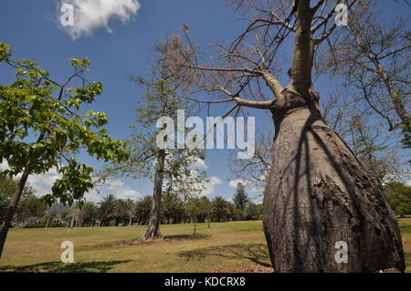 Schmale-leaved Flasche Baum (brachychiton rupestris), Anderson Park Botanical Gardens, Townsville, Queensland, Australien Stockfoto