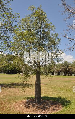 Junge schmale-leaved Flasche Baum (brachychiton rupestris), Anderson Park Botanical Gardens, Townsville, Queensland, Australien Stockfoto